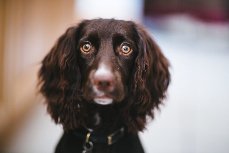 Dogs and Separation